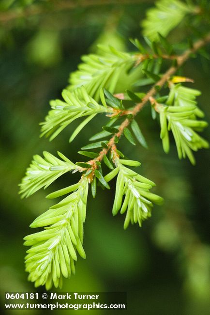 Fresh growth on Western Hemlock, detail