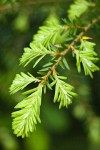 Fresh growth on Western Hemlock, detail