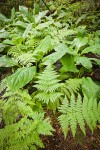 Wood Ferns & Skunk Cabbage foliage in wetland