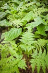 Wood Ferns & Skunk Cabbage foliage in wetland