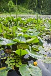 Yellow Pond-lilies on Squires Lake