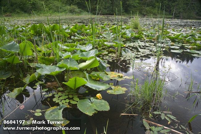 Yellow Pond-lilies on Squires Lake