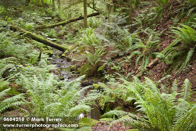 Sword Ferns cover ravine w/ small stream