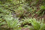 Sword Ferns cover ravine w/ small stream