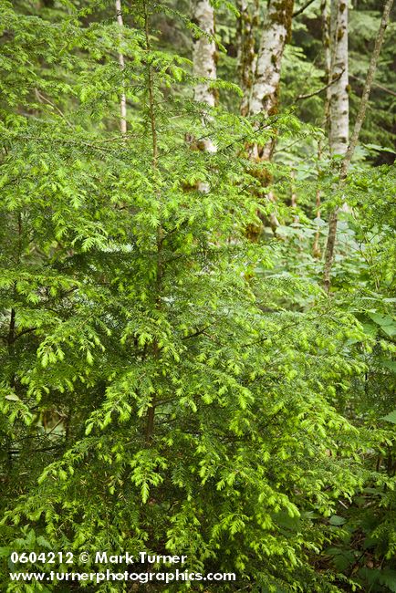 Young Western Hemlock w/ new growth