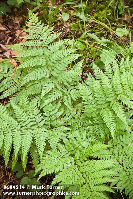 Wood Fern