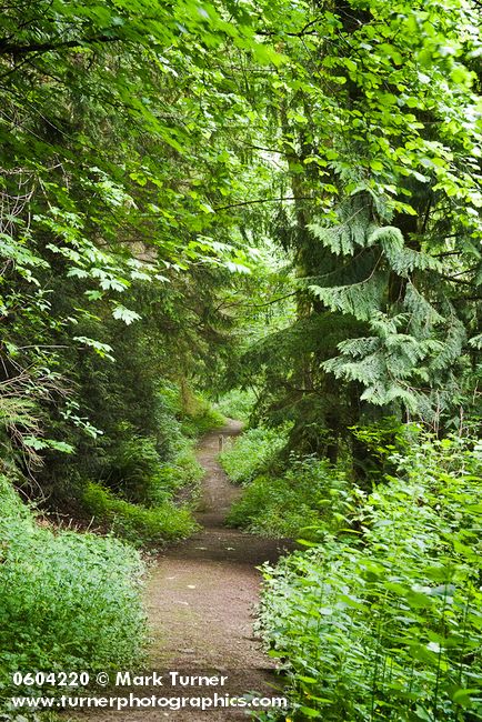 Beaver Pond Trail under Bigleaf Maples, Western Hemlocks