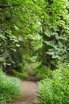 Beaver Pond Trail under Bigleaf Maples, Western Hemlocks