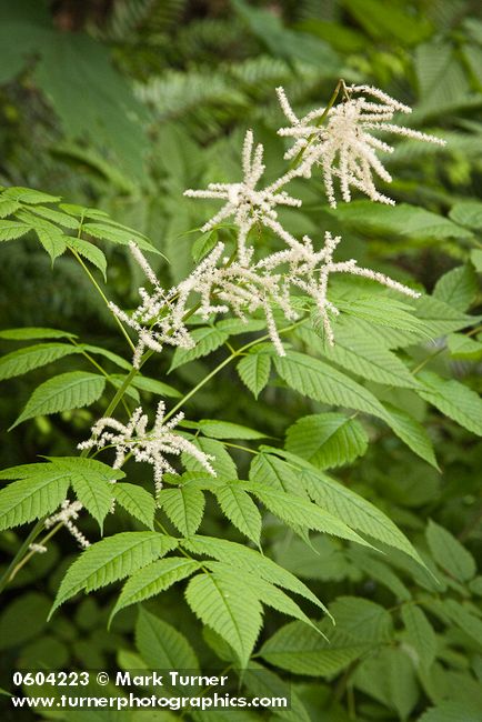 Goatsbeard foliage & male blossoms