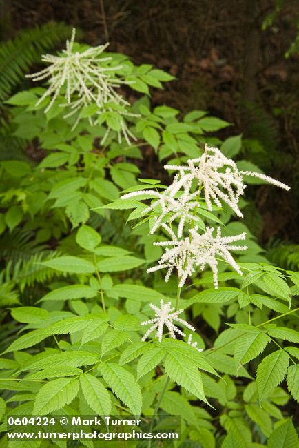 Goatsbeard foliage & male blossoms w/ female plant soft bkgnd