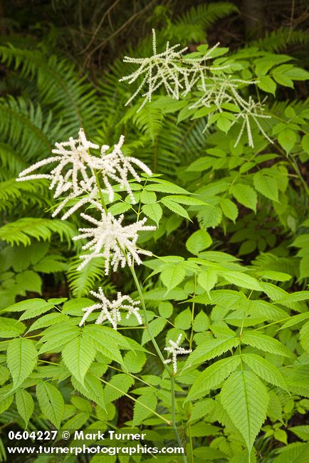 Goatsbeard foliage & male blossoms w/ female plant soft bkgnd