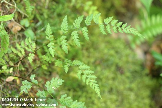 Fragile Fern (Brittle Bladderfern)