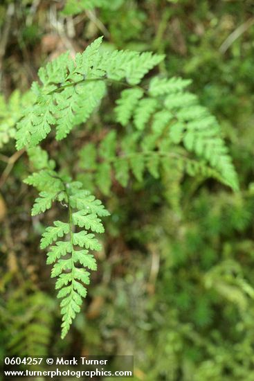 Fragile Fern (Brittle Bladderfern)