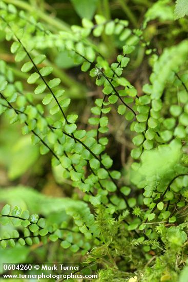 Maidenhair Spleenwort