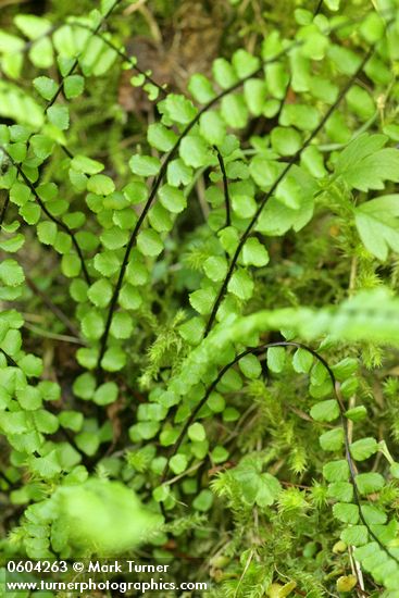 Maidenhair Spleenwort