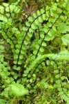 Maidenhair Spleenwort