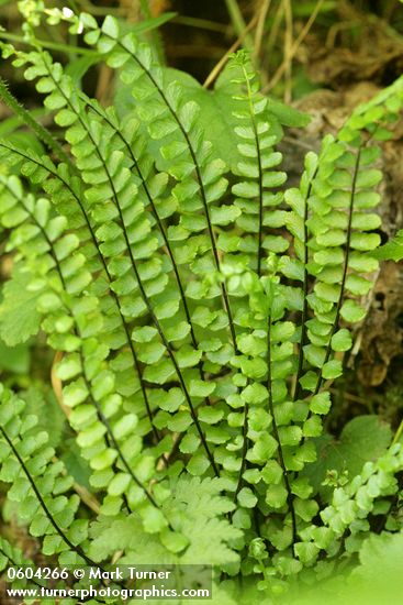 Maidenhair Spleenwort