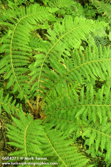 Anderson's Sword Fern (Anderson's Hollyfern)