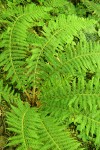 Anderson's Sword Fern (Anderson's Hollyfern)