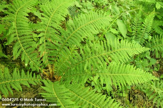 Anderson's Sword Fern (Anderson's Hollyfern)