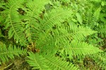 Anderson's Sword Fern (Anderson's Hollyfern)