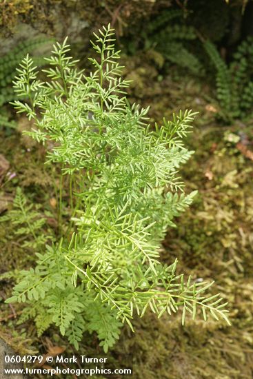 Parsley Fern (American Rockbrake)