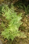 Parsley Fern (American Rockbrake)