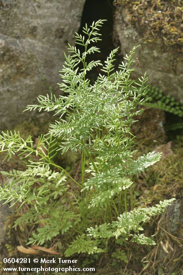 Parsley Fern (American Rockbrake)