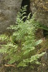 Parsley Fern (American Rockbrake)