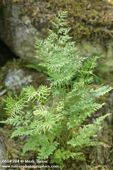 Parsley Fern (American Rockbrake)