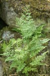 Parsley Fern (American Rockbrake)