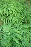 Maidenhair Fern