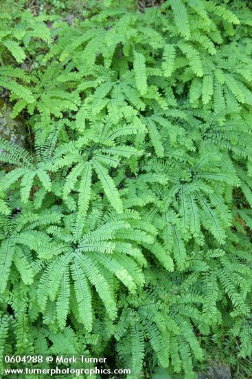 Maidenhair Fern