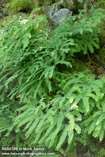 Maidenhair Fern