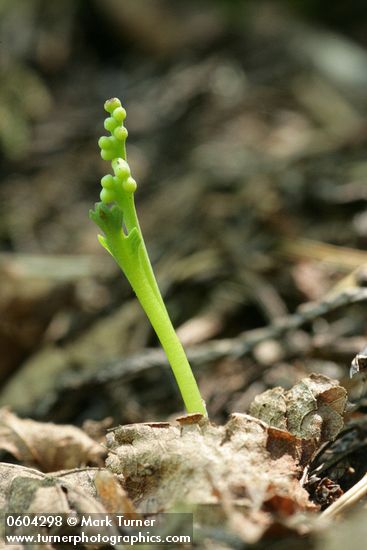 Western Goblin (Mountain Moonwort)