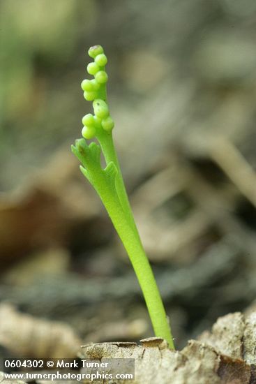 Western Goblin (Mountain Moonwort)