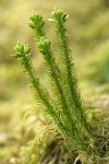 Alpine Fir-moss (Pacific Clubmoss)