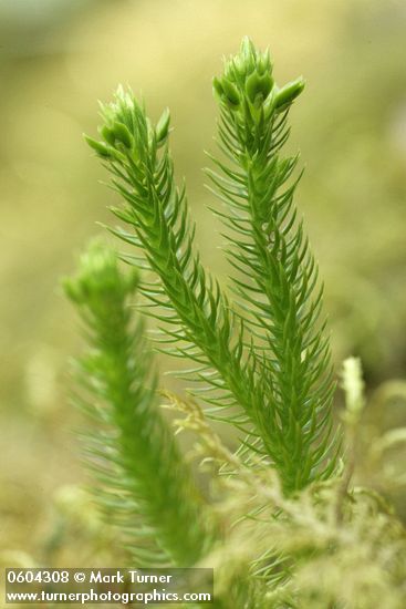 Alpine Fir-moss (Pacific Clubmoss)