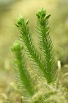 Alpine Fir-moss (Pacific Clubmoss)