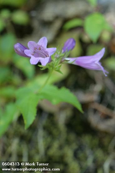 Cascades Penstemon