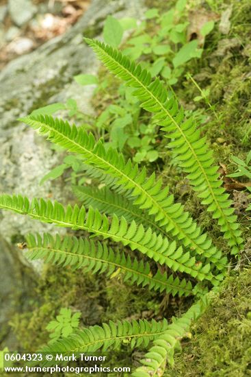 Northern Holly Fern