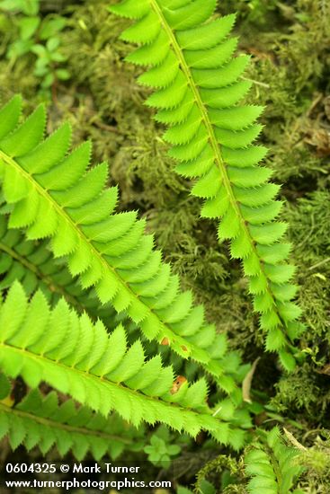 Northern Holly Fern foliage detail