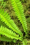 Northern Holly Fern foliage detail