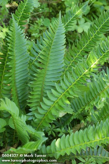 Sword Fern & Northern Holly Ferns