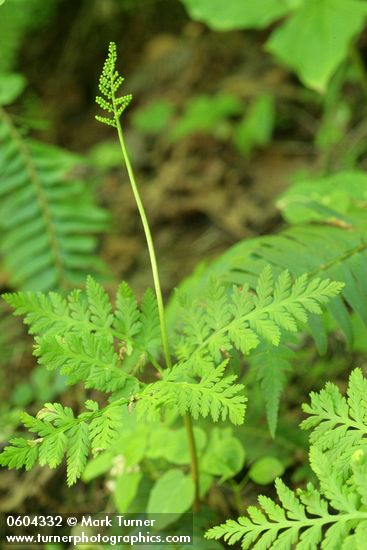 Rattlesnake Fern