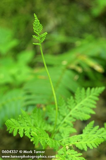 Rattlesnake Fern