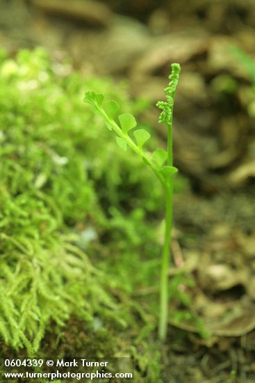 Mingan Moonwort