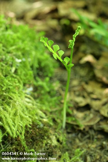Mingan Moonwort