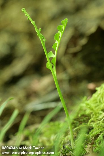 Mingan Moonwort