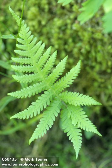 Northern Beech Fern